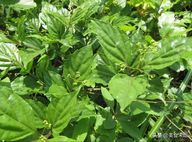 有哪些我们很少吃到的美食？