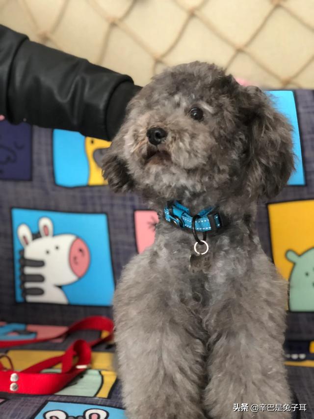苏牧犬聪明吗:为什么一些人不喜欢养土狗，土狗聪明吗？