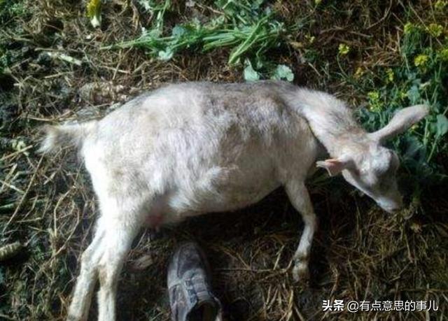 羊妊娠毒血症:怀孕母羊还有一个月到产期，整天卧床不起，是什么原因？