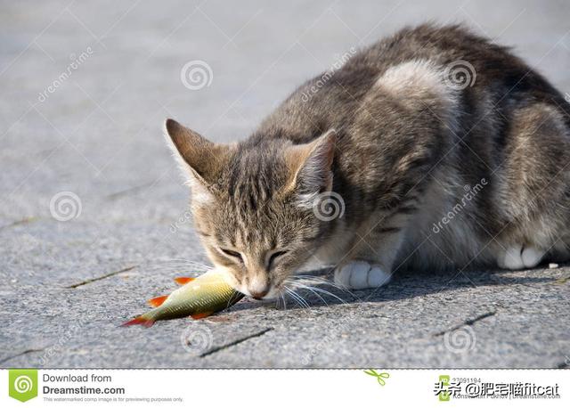 猫为什么喜欢吃鱼:猫在陆地鱼在水里，猫为啥喜欢吃鱼？