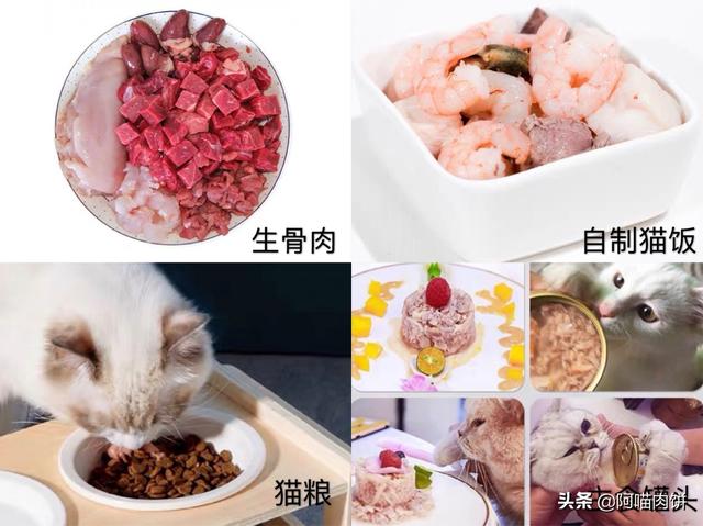 加州闪亮猫的价格:布偶猫的大概价格多少钱一只幼崽--千亿宠物？