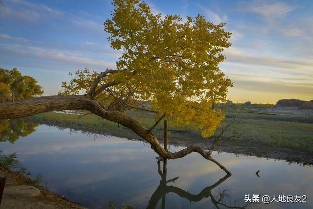 琴仙的小宠物饲养日记在哪能看:如果疫情不让出门，又没互联网你会怎么办？ 琴仙的小动物饲养日记原图