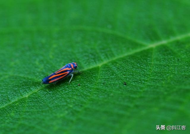 蜂鸟鹰蛾幼虫图片:把你手机相册里的昆虫相片拿出来PK一下？