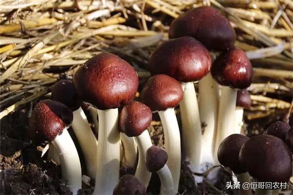 农村五十岁的男人如何致富？