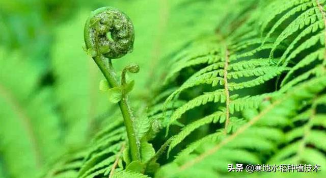 头条问答 - 誉为"山菜之王"的蕨菜真的有毒吗?(46个回答)