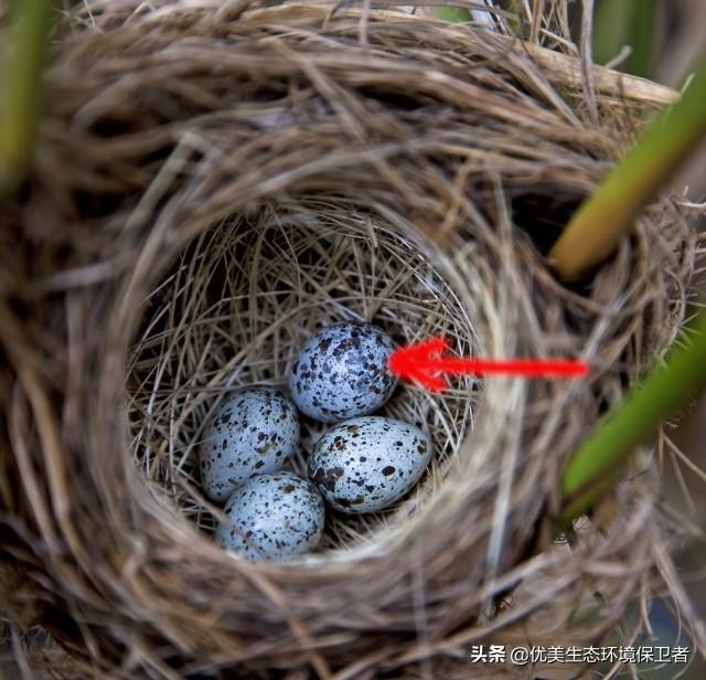 杜鹃鸟把蛋下到别的鸟窝以后就真的不管自己的鸟蛋了吗？
