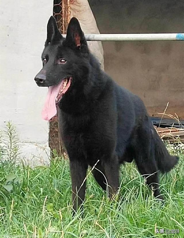 中国牧羊犬网:中国有哪些名犬，怎么样？