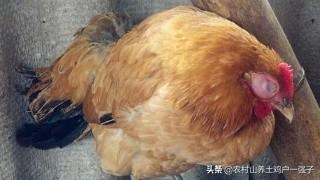 治疗肉鸡大肠杆菌病的药:肉鸡大肠杆菌用什么药治疗效果好 如何从饲养管理上预防大肠杆菌的发生？