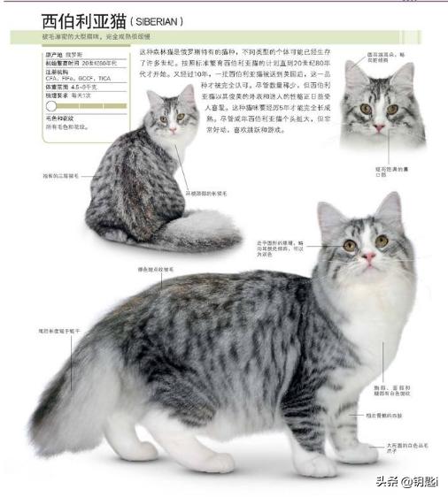地中海孟加拉猫舍:开猫舍需要怎样的精力投入？