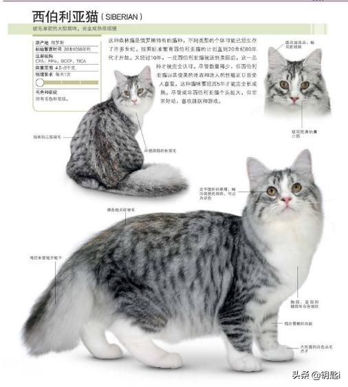 地中海孟加拉猫舍:猫咪为什么会埋自己的粪便？ 玳瑁布偶猫舍