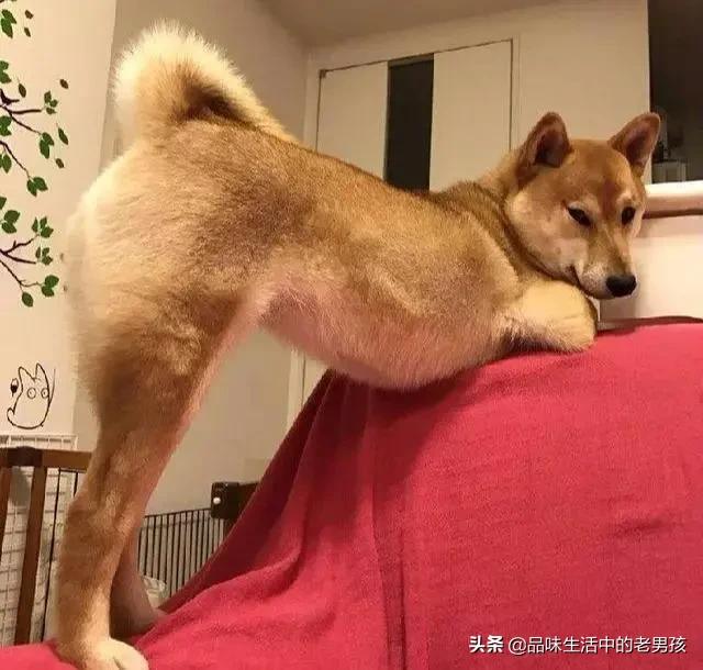 微笑天使狗狗图片柴犬:网红狗“柴犬”好不好养？