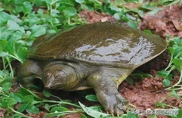 下鸟啦网:蔬菜地里好多鸟会吃菜，该怎么防治呢？