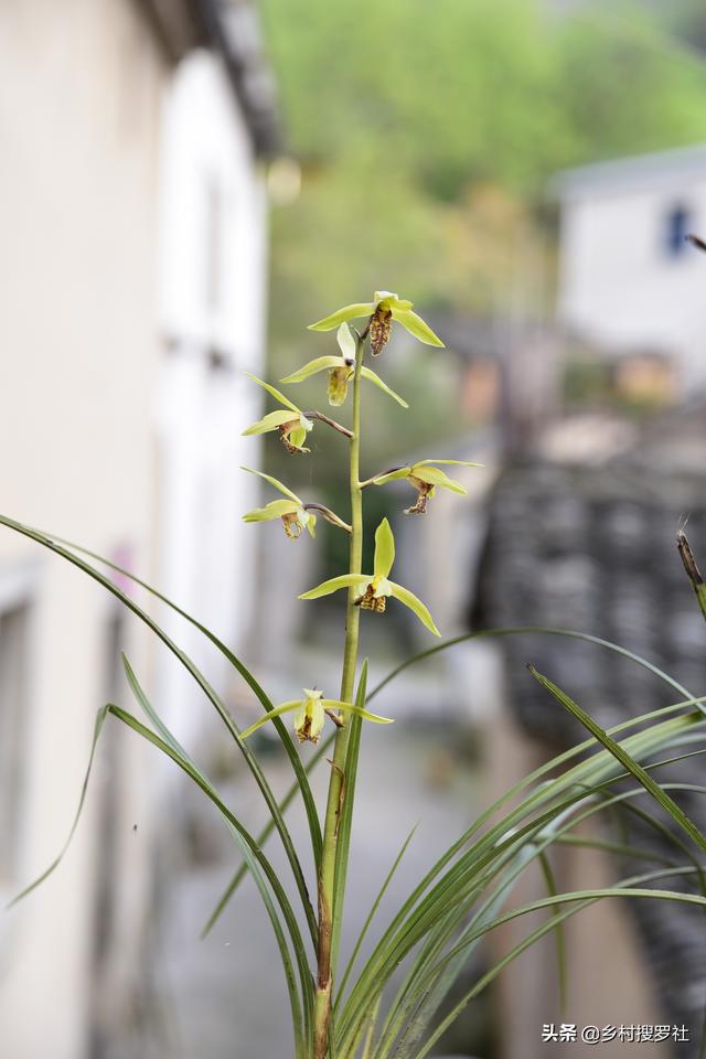 头条问答 花盆里很多小飞虫 繁殖快消灭不完 什么方法能彻底消灭 小安札记的回答 0赞