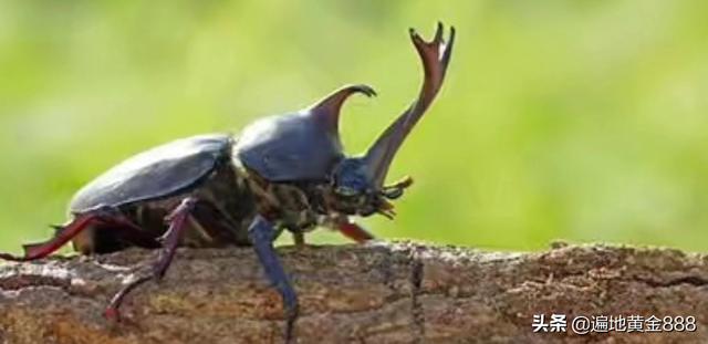 头条问答 生物进化论是否正确 25个回答