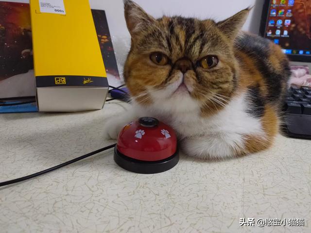 搓手猫现在怎么了:猫咪得了猫瘟怎么办？医生说不用治了，熬过7天就好？