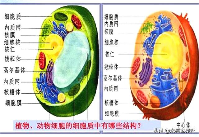 头条问答 有没有这样一种病毒 它既能感染植物 还能感染动物 如果有 对人类有什么危险 经常用了的回答 0赞