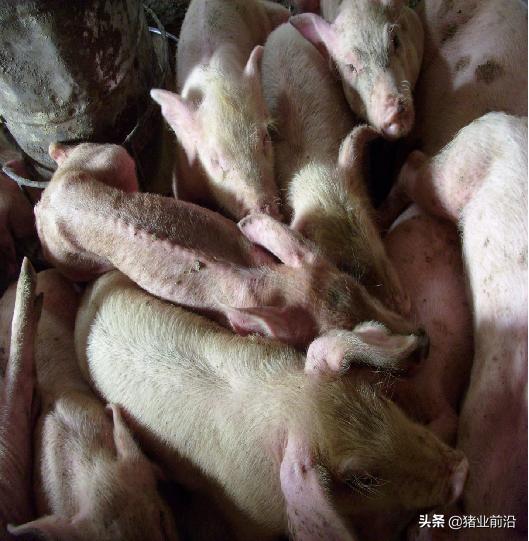 养猪巧用甘草粉比抗生素强百倍，猪场的猪咳嗽总是反反复复，如何正确预防呼吸道疾病
