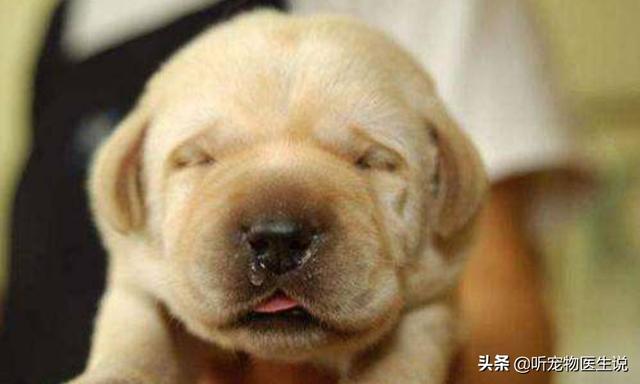 小巴哥犬感冒:巴哥犬生病时，有什么信号？