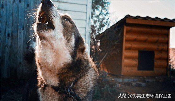 狼和狗的区别:狼与狗的最大区别是什么呢，有些狗会狼嚎，那狼会不会狗叫呢？
