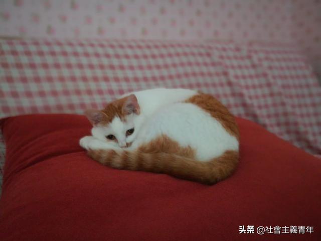 猫咪舔了皮特芬:猫咪舔人真的仅仅只是代表喜欢吗？