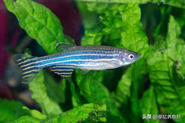 60厘米高的缸适合养多少斑马鱼？