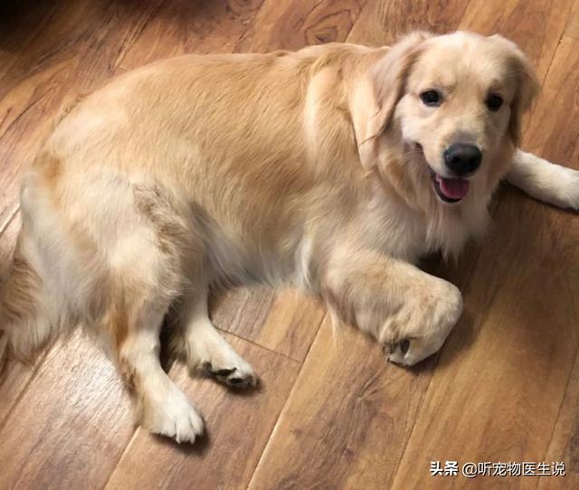 金毛犬有什么缺点？插图2