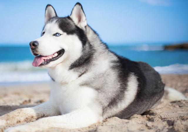 西敏寺哈士奇冠军犬图片:为什么感觉哈士奇这么傻还有这么多人养？
