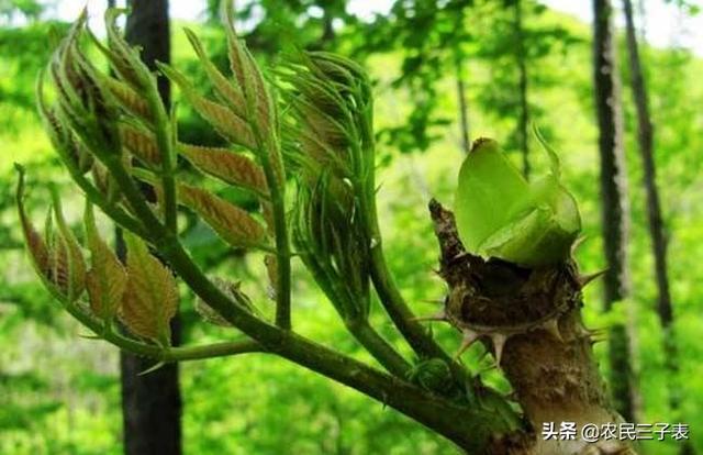 刺嫩芽种子发芽率有多高,注意什么？