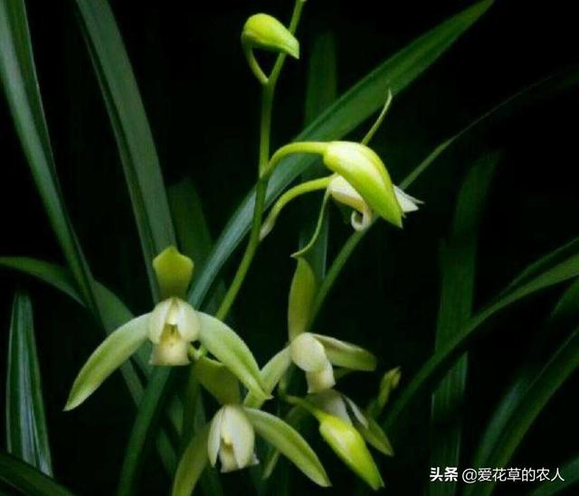 建兰吧:建兰大凤素长了很多叶苗，但就是没有花芽怎么回事？ 建兰吧图片大全