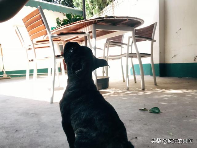宠物医生论坛:做一名宠物医生是怎样的体验？