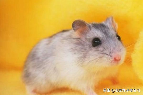 三线仓鼠野生色特征:养三线仓鼠前要买哪些仓鼠用品？