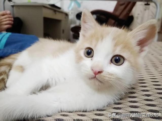 折耳猫踩奶是什么意思:猫往人身上蹭是什么意思？