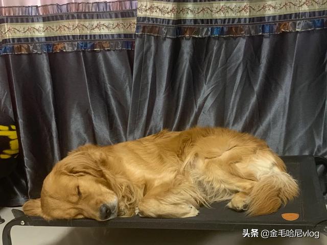 金毛犬性格:金毛有什么特点?养金毛要注意点什么？