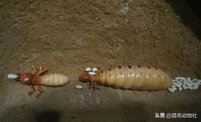 蜈蚣怕什么食物:遇见蜈蚣躲得远远的，蚂蚁却要踩死，是否内含毒性才能更好生存？