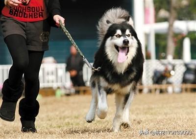 哈士奇咬主人被打死:孩子被宠物狗咬伤，父亲一气之下打死狗、打伤狗主人，会坐牢吗？