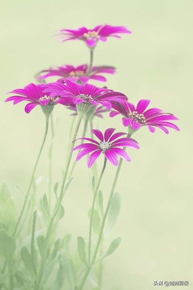 拍摄花卉,怎样拍出干净简洁的背景照片?