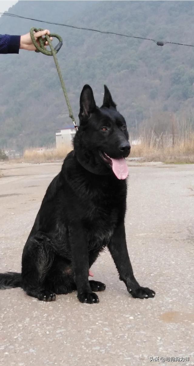 德牧是最好的护卫犬:德国牧羊犬的战斗力怎么样？