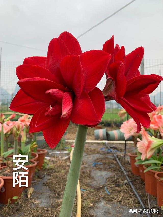 福莱恩圣路薇哪个好:什么牌子的直流电焊机比较好？淘宝上的质量怎么样？