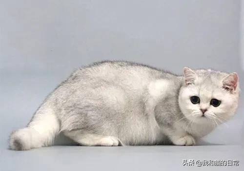 英短毛猫金渐层:如何区别金点猫，银点猫，银渐层猫？