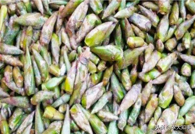 农村收杨树芽会用来干什么，杨树芽成了“宝”，一斤高达几十元，到底有什么大用途？