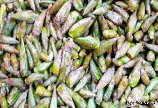 枫香树叶提取物:钓鱼用的小药是用什么东西做的？
