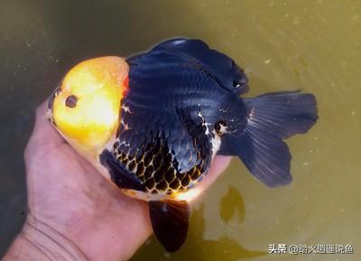 贝蒂寄生虫和鱼虱:被贝蒂虫寄生的鱼 鱼缸里陶沙下的寄生虫如何清除？