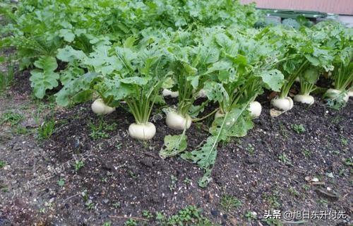 用醋灭虱子最好的方法:萝卜生虫子用白醋可以杀死吗？
