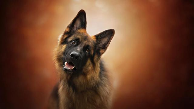 上虞德国牧羊犬论坛:有人说德国牧羊犬比较凶，能不能当导盲犬呢？