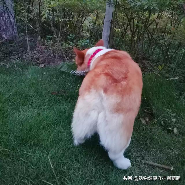 柯基狗的视频:柯基犬断了尾巴怎么感觉还有一点点？