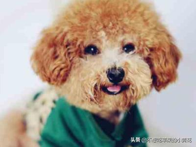 宠物狗智商排名前100:如何知道狗狗智商的排名？