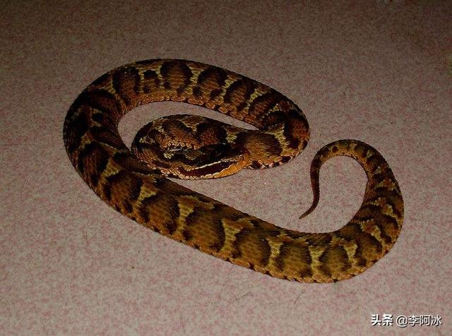 安徽土公蛇图片