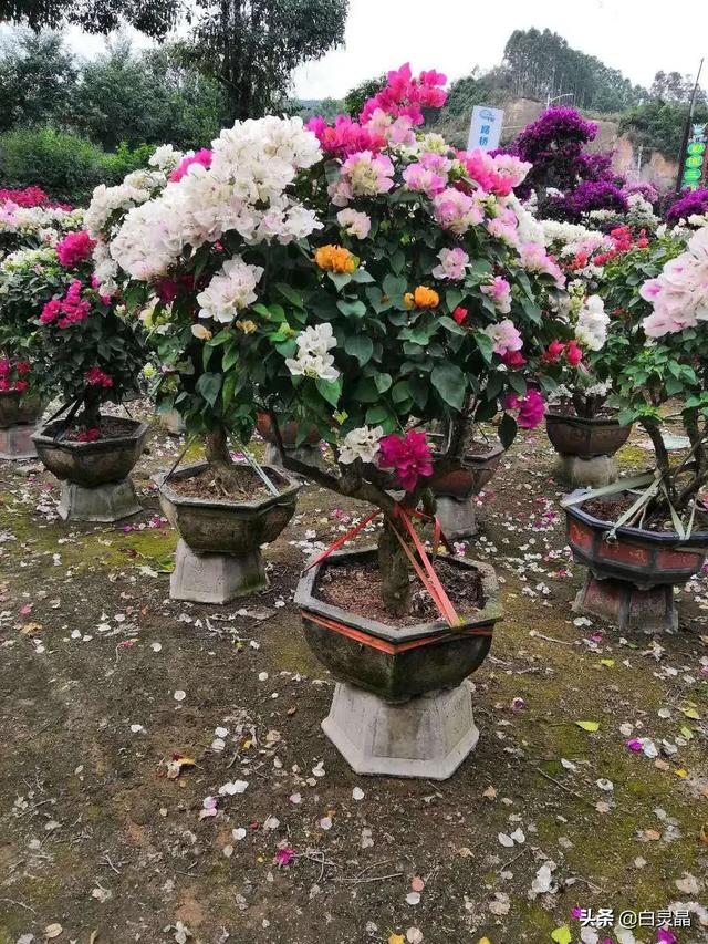 3种花是大忌千万不能养,盆栽勤花三角梅要不要控水？