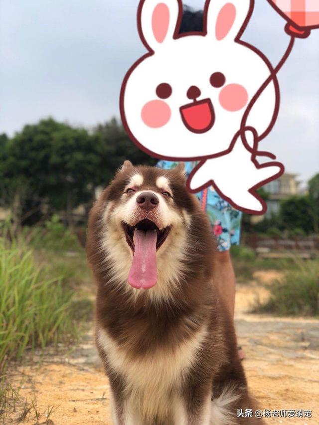名狗图片凶猛:男孩子喜欢养什么品种的狗狗？