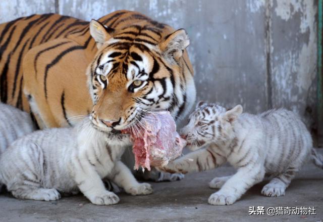 罗德西亚脊背犬味道小:为什么有些狗狗一闻到老虎的气味就吓跑了？